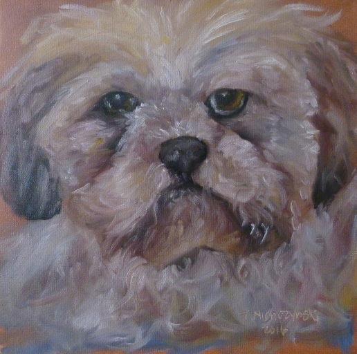 Number 8; Shaggy; 12x12; oil on canvas; 240; shih tzu dog face shaggy dog oil painting quick loose brush impressionistic painting