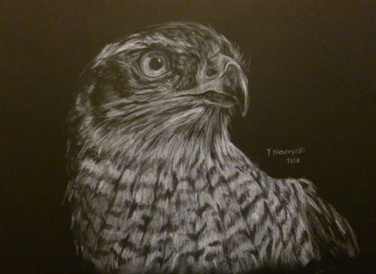 Hawk 12x9 white charcoal on black paper 240 hawk drawing study using white charcoal