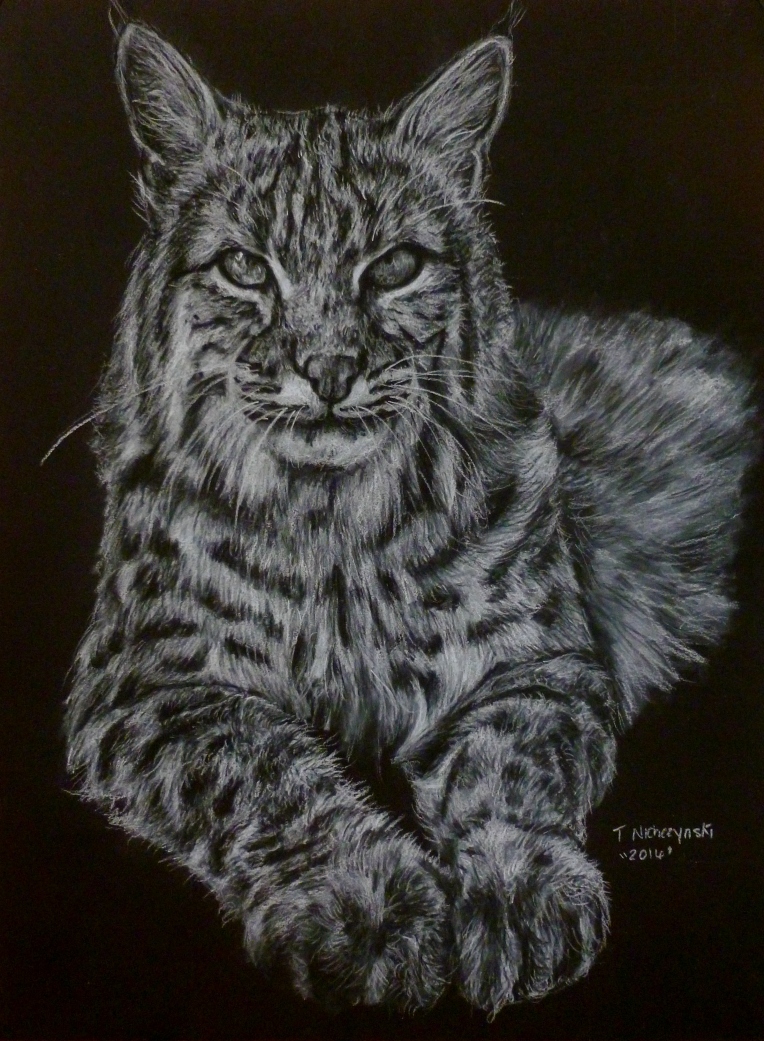 Steele 9x12 $240 white charcoal and black charcoal on black paper of steele the male bobcat from safe haven wildlife sanctuary