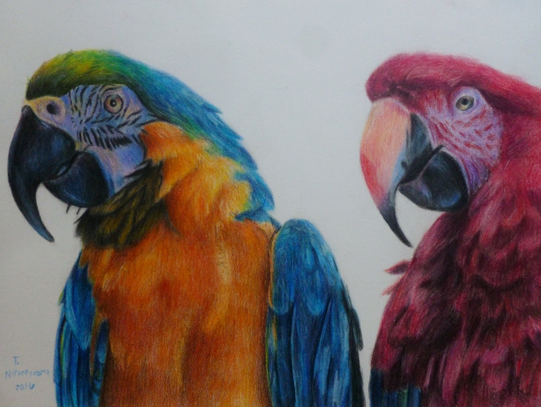 Tace &amp; Scooter; 9.5x8.5; 240; colored pencil drawing of two macaws for safe haven wildlife sanctuary