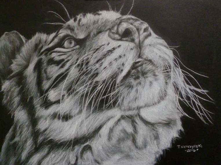 Look Above 12x9 white and black charcoal on black paper 240 nora the white tiger from wildcat ridge sanctuary.jpg