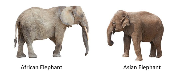 Elephant comparisons 1