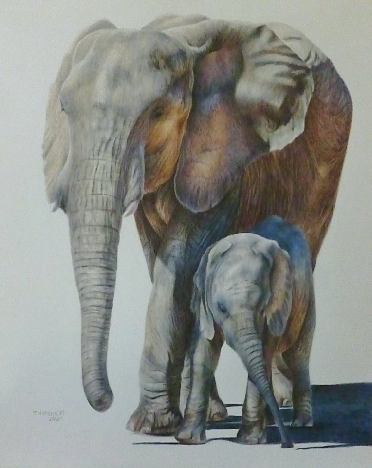 Mama and Calf 19x23 faber castell polychromos colored pencils on fabranio artistico watercolor paper from wildlifereferencephotos.com 420