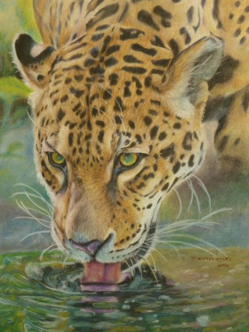 Always Watching; 16x20; $300; jaguar drinking from a pond drawing; faber castell polychromos colored pencils and soft pastels