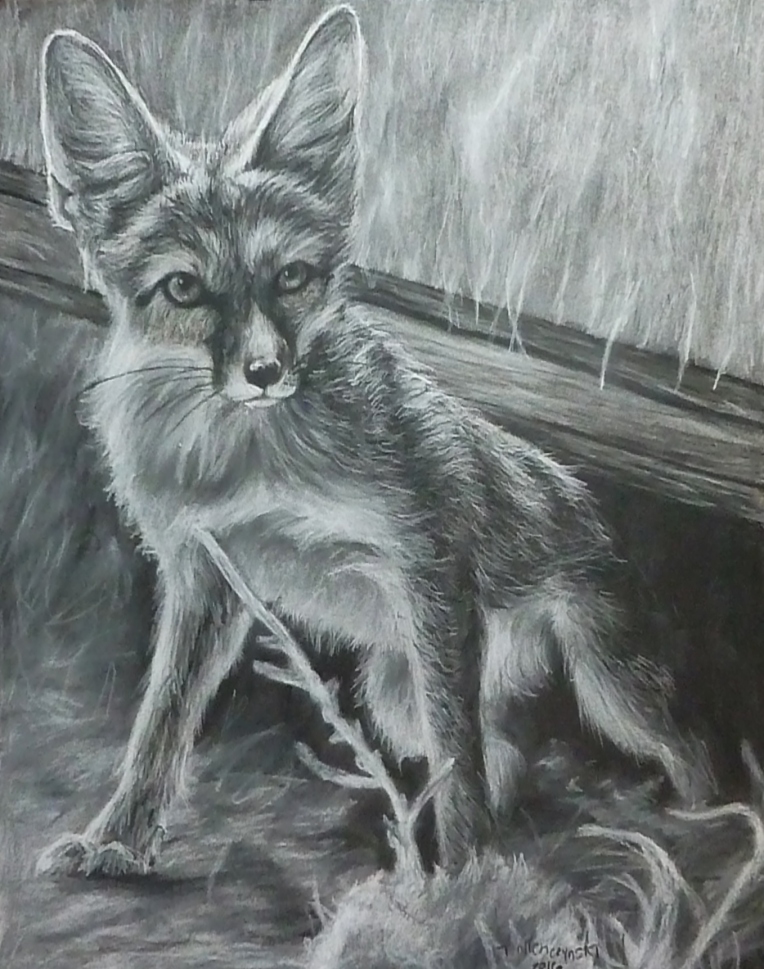 Kit Fox; 11x14 inches size; 240; charcoal drawing of kit fox safe haven wildlfife sanctuary