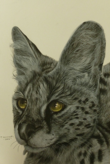 Lady Sable; 11x15 inches size; 300; charcoal drawing of sable african serval from wildcat ridge sanctuary.jpg